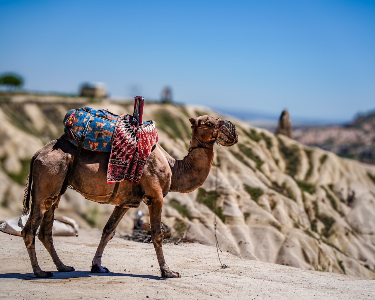 Cappadocia Sunset Camel Ride (2 Hours) - 1